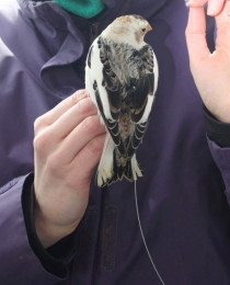 Emily deploys 20 Avian Nano-tags on Buntings!!